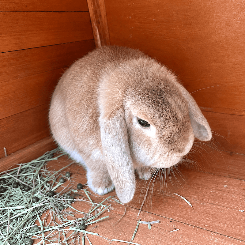 A sandy lop-eared rabbit nibbling fresh hay in its wooden hutch